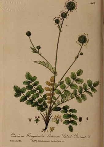 Reproducción/Reproduction 28757220000: British phaenogamous botany,. Oxford,Published by the author, sold by J.H. Parker [etc.]1834-43.