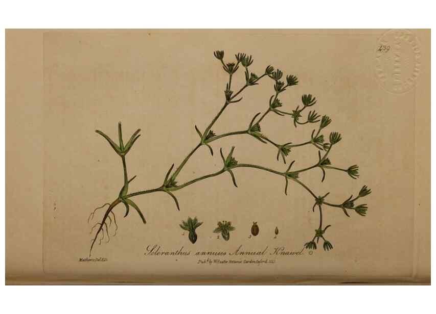 Reproducción/Reproduction 28425818453: British phaenogamous botany,. Oxford,Published by the author, sold by J.H. Parker [etc.]1834-43.