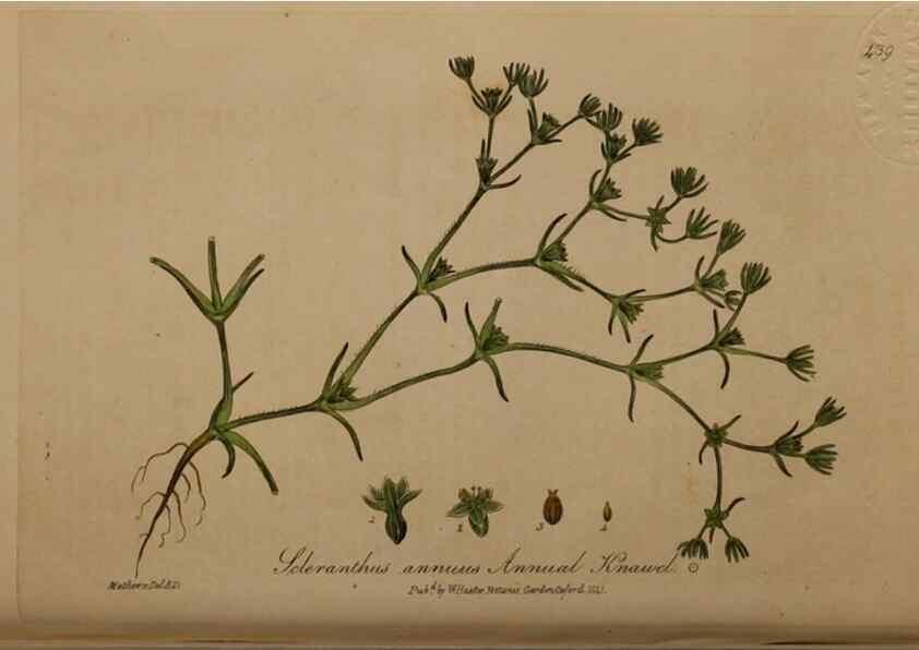 Reproducción/Reproduction 28425818453: British phaenogamous botany,. Oxford,Published by the author, sold by J.H. Parker [etc.]1834-43.