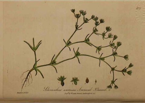 Reproducción/Reproduction 28425818453: British phaenogamous botany,. Oxford,Published by the author, sold by J.H. Parker [etc.]1834-43.
