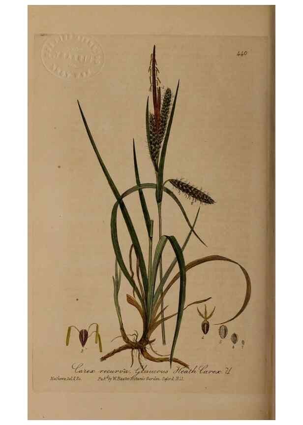 Reproducción/Reproduction 28757225270: British phaenogamous botany,. Oxford,Published by the author, sold by J.H. Parker [etc.]1834-43.