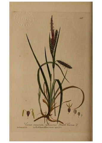 Reproducción/Reproduction 28757225270: British phaenogamous botany,. Oxford,Published by the author, sold by J.H. Parker [etc.]1834-43.