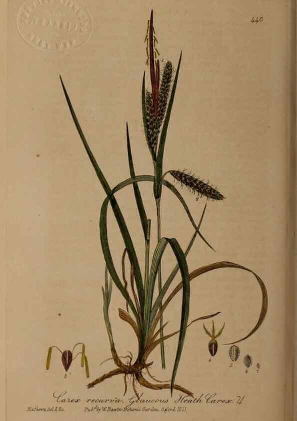 Reproducción/Reproduction 28757225270: British phaenogamous botany,. Oxford,Published by the author, sold by J.H. Parker [etc.]1834-43.