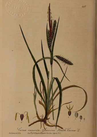 Reproducción/Reproduction 28757225270: British phaenogamous botany,. Oxford,Published by the author, sold by J.H. Parker [etc.]1834-43.