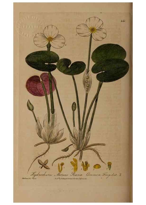 Reproducción/Reproduction 28967440781: British phaenogamous botany,. Oxford,Published by the author, sold by J.H. Parker [etc.]1834-43.