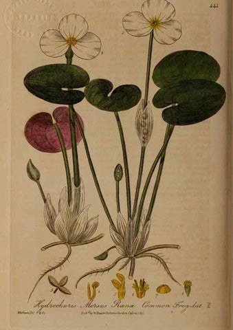 Reproducción/Reproduction 28967440781: British phaenogamous botany,. Oxford,Published by the author, sold by J.H. Parker [etc.]1834-43.