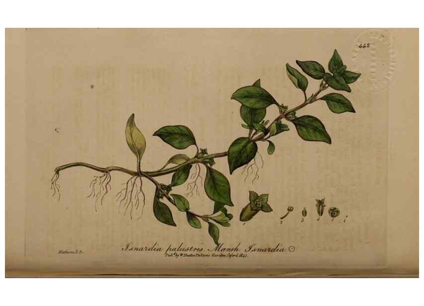 Reproducción/Reproduction 29043375965: British phaenogamous botany,. Oxford,Published by the author, sold by J.H. Parker [etc.]1834-43.
