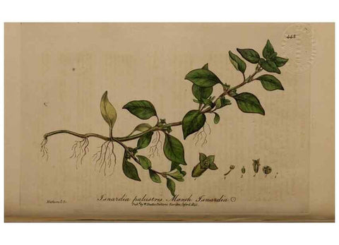 Reproducción/Reproduction 29043375965: British phaenogamous botany,. Oxford,Published by the author, sold by J.H. Parker [etc.]1834-43.