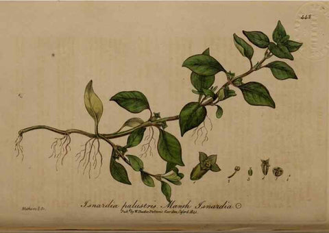 Reproducción/Reproduction 29043375965: British phaenogamous botany,. Oxford,Published by the author, sold by J.H. Parker [etc.]1834-43.