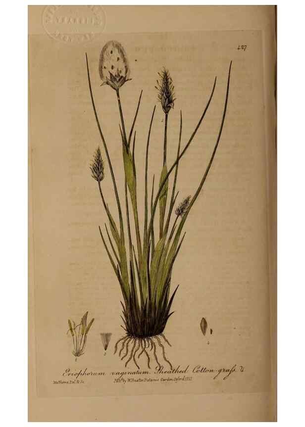 Reproducción/Reproduction 29010437896: British phaenogamous botany,. Oxford,Published by the author, sold by J.H. Parker [etc.]1834-43.