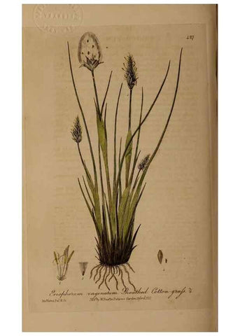 Reproducción/Reproduction 29010437896: British phaenogamous botany,. Oxford,Published by the author, sold by J.H. Parker [etc.]1834-43.