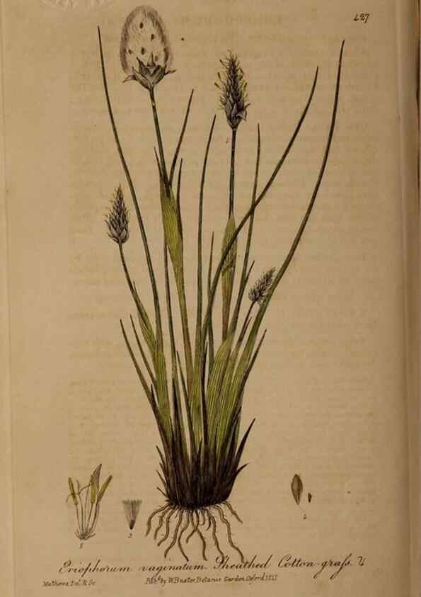 Reproducción/Reproduction 29010437896: British phaenogamous botany,. Oxford,Published by the author, sold by J.H. Parker [etc.]1834-43.