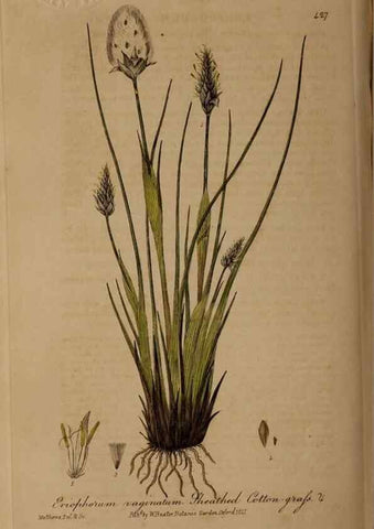 Reproducción/Reproduction 29010437896: British phaenogamous botany,. Oxford,Published by the author, sold by J.H. Parker [etc.]1834-43.