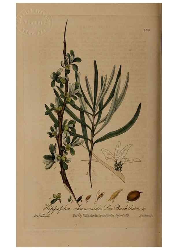 Reproducción/Reproduction 28425792203: British phaenogamous botany,. Oxford,Published by the author, sold by J.H. Parker [etc.]1834-43.