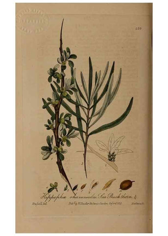 Reproducción/Reproduction 28425792203: British phaenogamous botany,. Oxford,Published by the author, sold by J.H. Parker [etc.]1834-43.