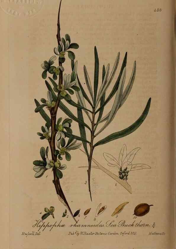 Reproducción/Reproduction 28425792203: British phaenogamous botany,. Oxford,Published by the author, sold by J.H. Parker [etc.]1834-43.