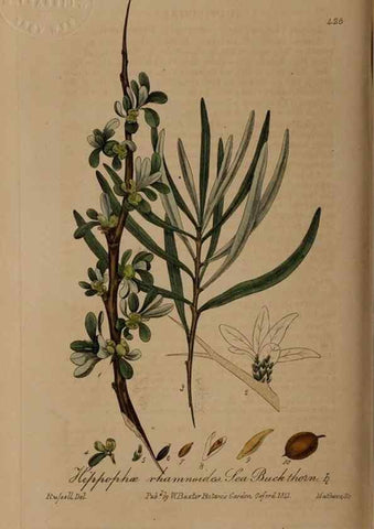 Reproducción/Reproduction 28425792203: British phaenogamous botany,. Oxford,Published by the author, sold by J.H. Parker [etc.]1834-43.