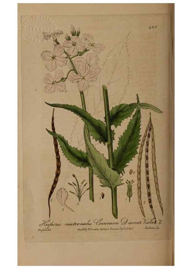 Reproducción/Reproduction 28937956592: British phaenogamous botany,. Oxford,Published by the author, sold by J.H. Parker [etc.]1834-43.
