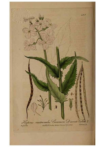 Reproducción/Reproduction 28937956592: British phaenogamous botany,. Oxford,Published by the author, sold by J.H. Parker [etc.]1834-43.