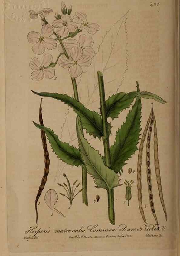 Reproducción/Reproduction 28937956592: British phaenogamous botany,. Oxford,Published by the author, sold by J.H. Parker [etc.]1834-43.