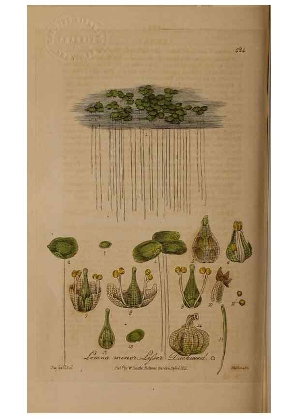 Reproducción/Reproduction 28425786013: British phaenogamous botany,. Oxford,Published by the author, sold by J.H. Parker [etc.]1834-43.