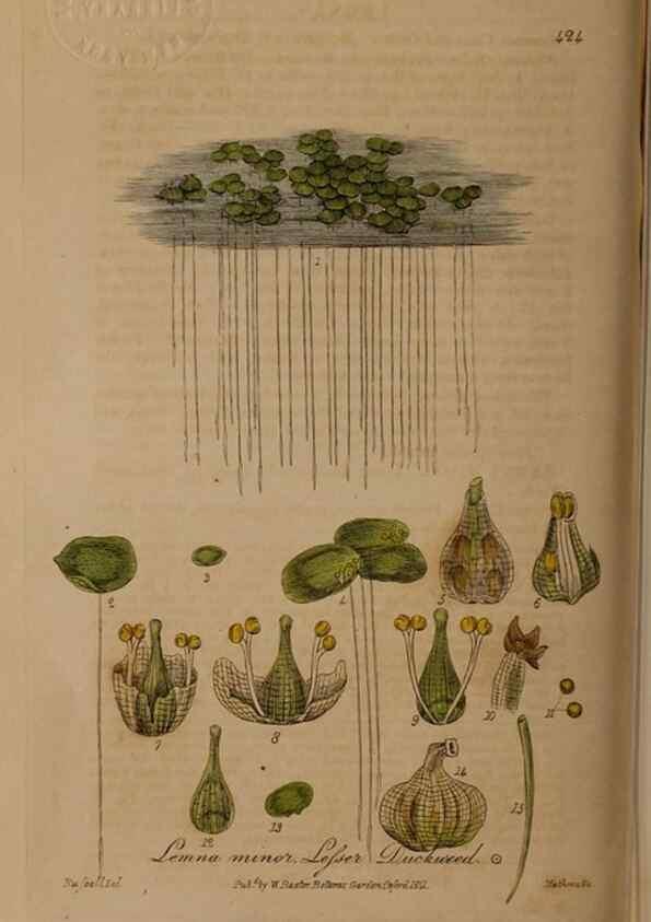 Reproducción/Reproduction 28425786013: British phaenogamous botany,. Oxford,Published by the author, sold by J.H. Parker [etc.]1834-43.