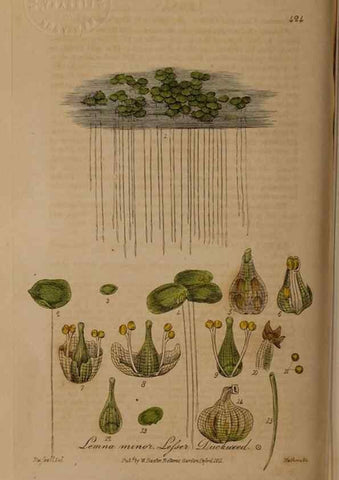 Reproducción/Reproduction 28425786013: British phaenogamous botany,. Oxford,Published by the author, sold by J.H. Parker [etc.]1834-43.