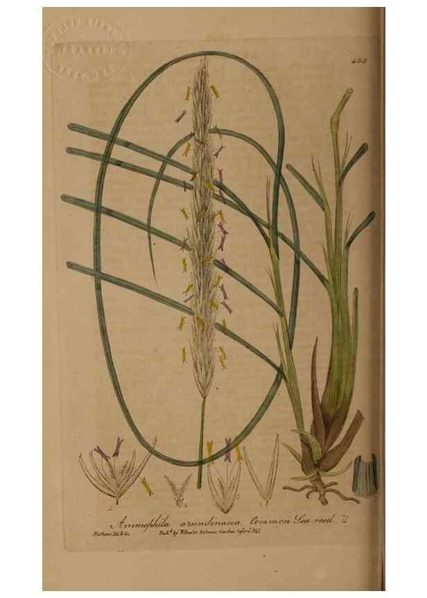 Reproducción/Reproduction 29010397616: British phaenogamous botany,. Oxford,Published by the author, sold by J.H. Parker [etc.]1834-43.