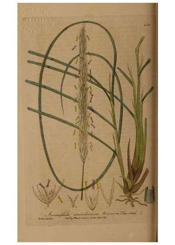 Reproducción/Reproduction 29010397616: British phaenogamous botany,. Oxford,Published by the author, sold by J.H. Parker [etc.]1834-43.