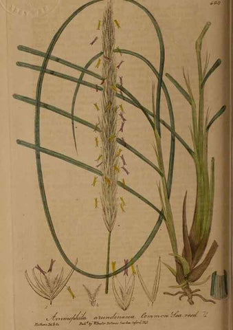 Reproducción/Reproduction 29010397616: British phaenogamous botany,. Oxford,Published by the author, sold by J.H. Parker [etc.]1834-43.