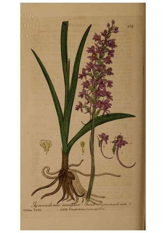 Reproducción/Reproduction 28937927602: British phaenogamous botany,. Oxford,Published by the author, sold by J.H. Parker [etc.]1834-43.