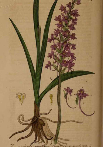 Reproducción/Reproduction 28937927602: British phaenogamous botany,. Oxford,Published by the author, sold by J.H. Parker [etc.]1834-43.