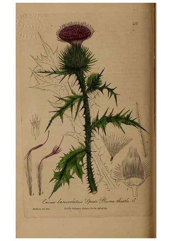 Reproducción/Reproduction 28422647684: British phaenogamous botany,. Oxford,Published by the author, sold by J.H. Parker [etc.]1834-43.