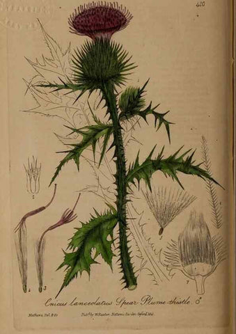 Reproducción/Reproduction 28422647684: British phaenogamous botany,. Oxford,Published by the author, sold by J.H. Parker [etc.]1834-43.