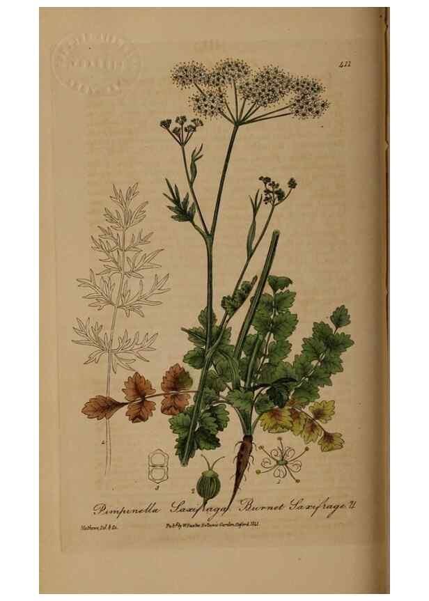 Reproducción/Reproduction 28757147310: British phaenogamous botany,. Oxford,Published by the author, sold by J.H. Parker [etc.]1834-43.