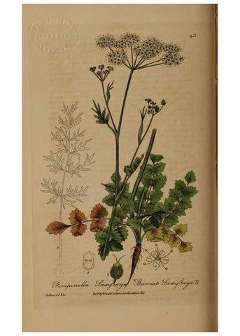 Reproducción/Reproduction 28757147310: British phaenogamous botany,. Oxford,Published by the author, sold by J.H. Parker [etc.]1834-43.