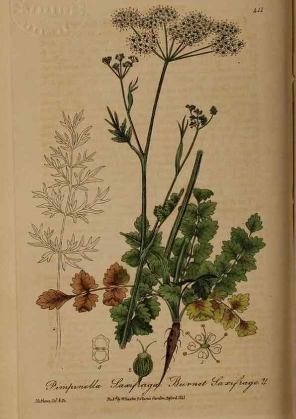 Reproducción/Reproduction 28757147310: British phaenogamous botany,. Oxford,Published by the author, sold by J.H. Parker [etc.]1834-43.