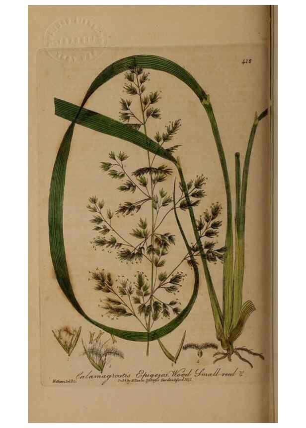 Reproducción/Reproduction 29043296525: British phaenogamous botany,. Oxford,Published by the author, sold by J.H. Parker [etc.]1834-43.
