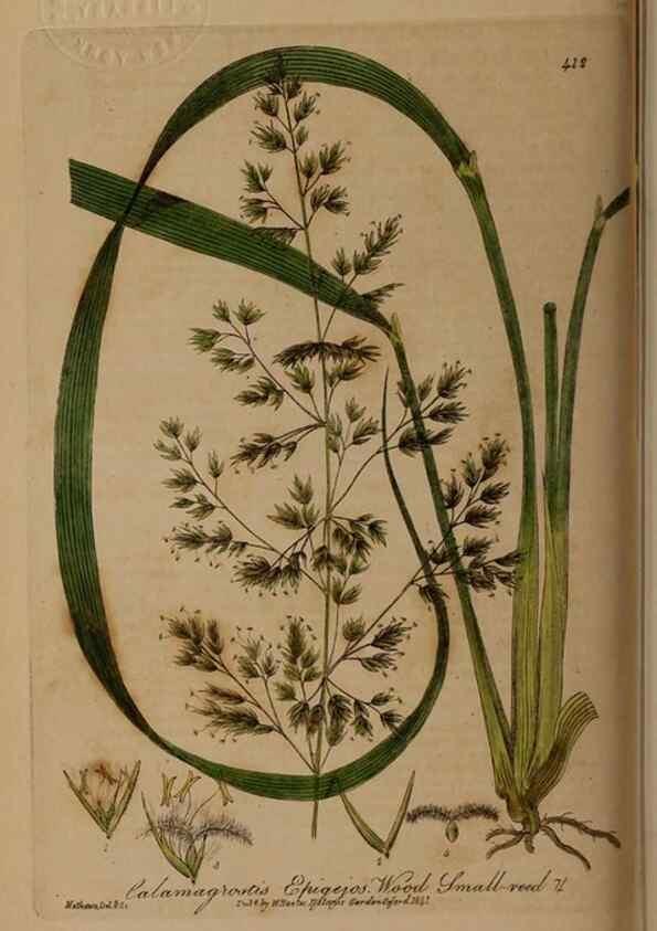 Reproducción/Reproduction 29043296525: British phaenogamous botany,. Oxford,Published by the author, sold by J.H. Parker [etc.]1834-43.