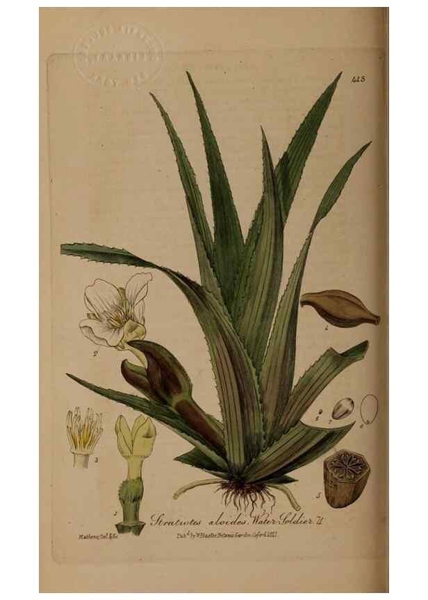 Reproducción/Reproduction 28757152970: British phaenogamous botany,. Oxford,Published by the author, sold by J.H. Parker [etc.]1834-43.
