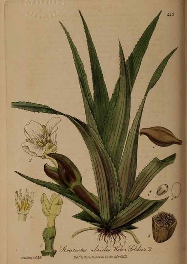 Reproducción/Reproduction 28757152970: British phaenogamous botany,. Oxford,Published by the author, sold by J.H. Parker [etc.]1834-43.