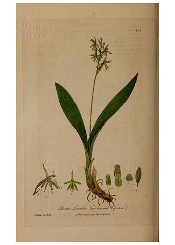 Reproducción/Reproduction 29043303655: British phaenogamous botany,. Oxford,Published by the author, sold by J.H. Parker [etc.]1834-43.