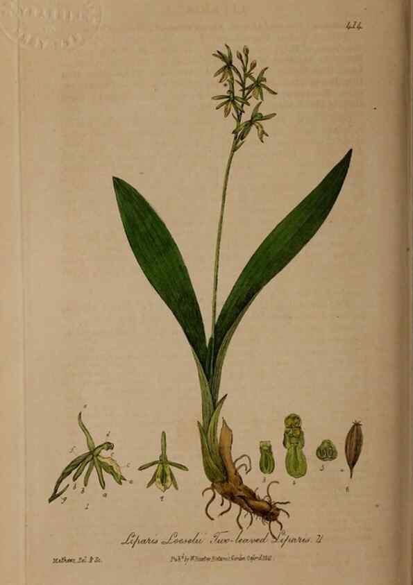 Reproducción/Reproduction 29043303655: British phaenogamous botany,. Oxford,Published by the author, sold by J.H. Parker [etc.]1834-43.
