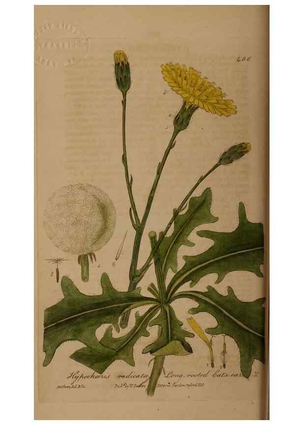 Reproducción/Reproduction 28425745763: British phaenogamous botany,. Oxford,Published by the author, sold by J.H. Parker [etc.]1834-43.