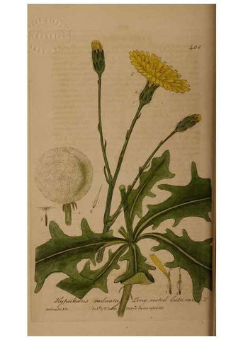 Reproducción/Reproduction 28425745763: British phaenogamous botany,. Oxford,Published by the author, sold by J.H. Parker [etc.]1834-43.