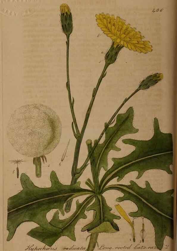 Reproducción/Reproduction 28425745763: British phaenogamous botany,. Oxford,Published by the author, sold by J.H. Parker [etc.]1834-43.