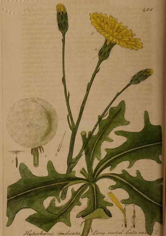 Reproducción/Reproduction 28425745763: British phaenogamous botany,. Oxford,Published by the author, sold by J.H. Parker [etc.]1834-43.