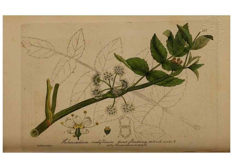 Reproducción/Reproduction 28937938372: British phaenogamous botany,. Oxford,Published by the author, sold by J.H. Parker [etc.]1834-43.