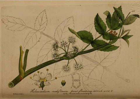 Reproducción/Reproduction 28937938372: British phaenogamous botany,. Oxford,Published by the author, sold by J.H. Parker [etc.]1834-43.