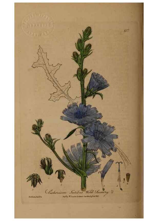 Reproducción/Reproduction 28937941942: British phaenogamous botany,. Oxford,Published by the author, sold by J.H. Parker [etc.]1834-43.